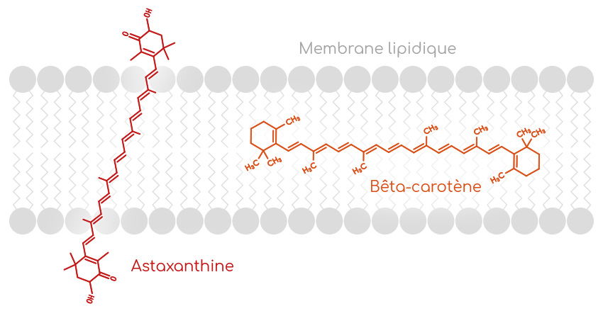 astaxanthine et membrane lipidique