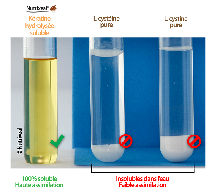 Comparaison de la solubilité dans l'eau de la kératine hydrolysée soluble utilisée par Nutrixeal, avec celle de la L-cystéine et L-cystine sous formes libres purifiées.