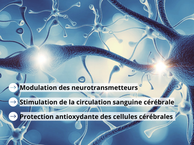 Mécanismes d'action des nootropiques sur le cerveau : modulation des neurotransmetteur, stimulation de la circulation sanguine cérébrales, protection antioxydantes des cellules cérébrales