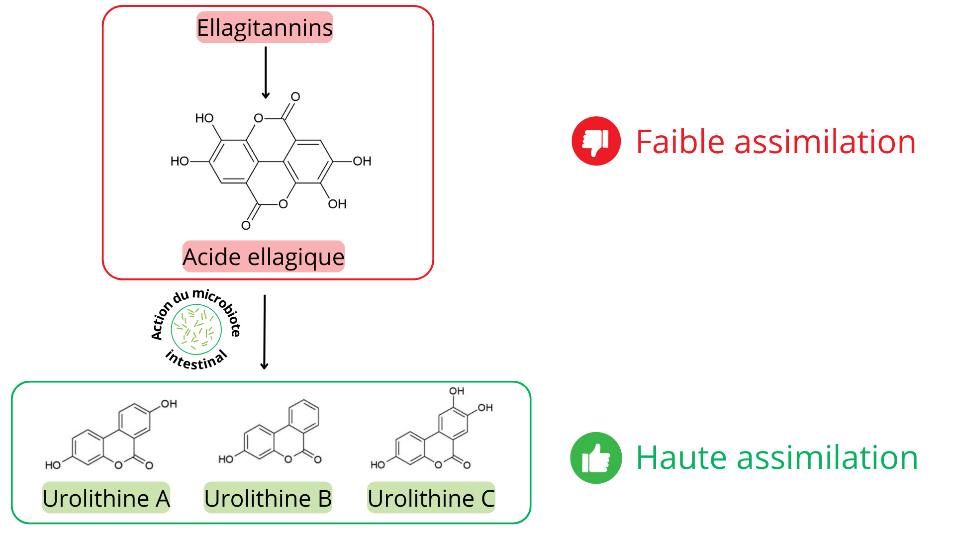 Metabolisation des ellagitannins en urolithines