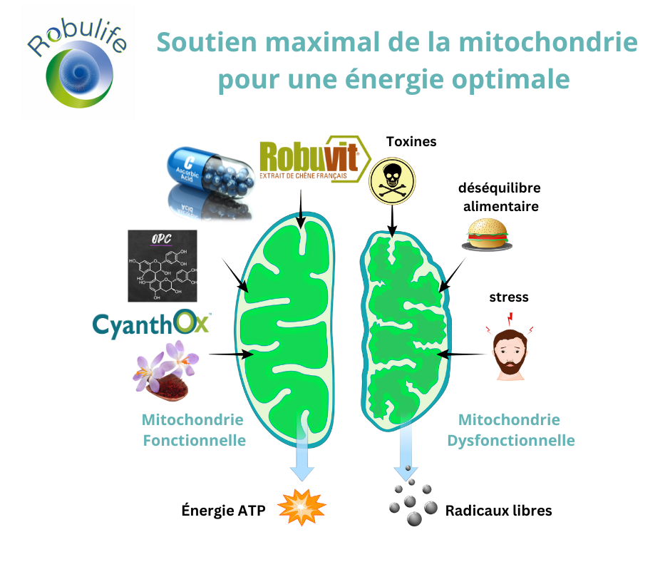 Soutien maximal de la mitochondrie pour une energie optimale