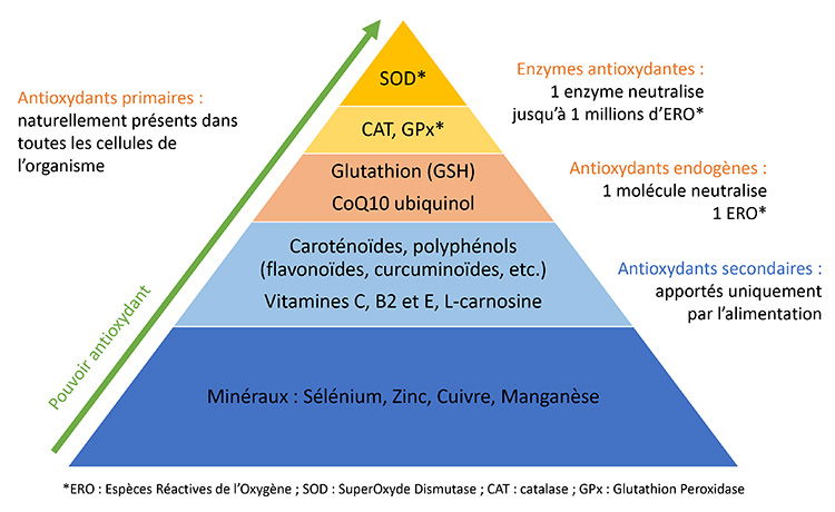 Antioxydants naturels - Gamme Nutrixeal