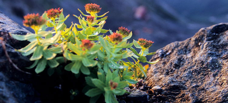 Rhodiola rosea : produits Nutrixeal