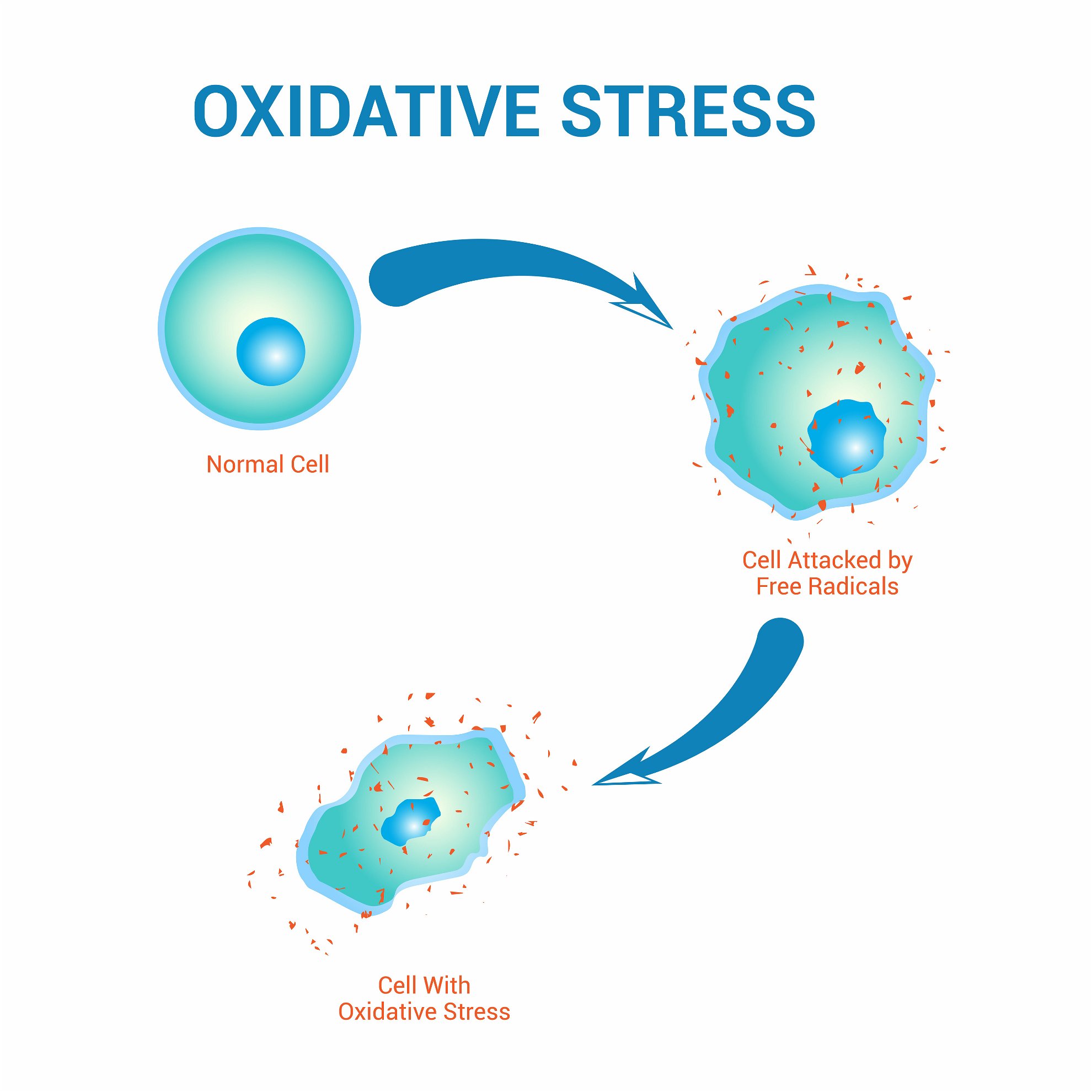 les bienfaits du safran sur le stress oxydatif