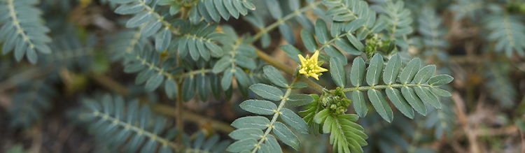 Tribulus terrestris Nutrixeal